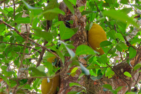 Jackfruits on a tree in orchard