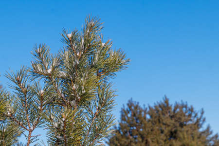 Pine tree branches covered with white snow at winterの写真素材