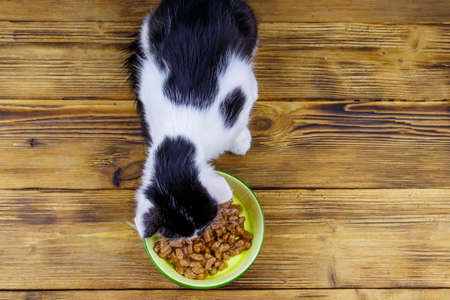 Kitten eating his food from ceramic bowl on wooden floorの写真素材