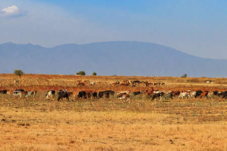 Herd of zebu cattles on a pasture in Tanzaniaの写真素材