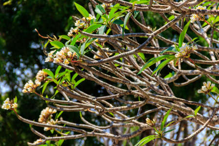 Beautiful blooming Plumeria tree, also known as Frangipani and Temple tree