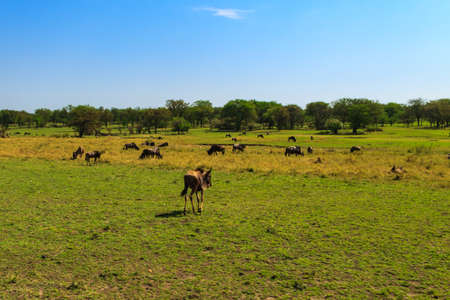 Herd of blue wildebeest (Connochaetes taurinus) in savannah in Serengeti national park in Tanzania. Great migrationの写真素材