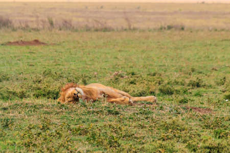 Lion (Panthera leo) sleeping on grass in savannah in Serengeti National Park, Tanzaniaの写真素材