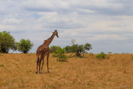 Giraffe in savanna in Serengeti national park in Tanzania. Wild nature of Tanzania, East Africaの写真素材