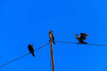 Great black cormorants (Phalacrocorax carbo)の写真素材