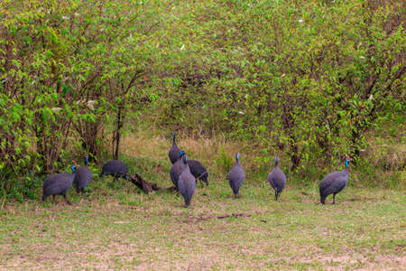 Helmeted guineafowl (Numida meleagris) on green meadow in Serengeti national park, Tanzaniaの写真素材
