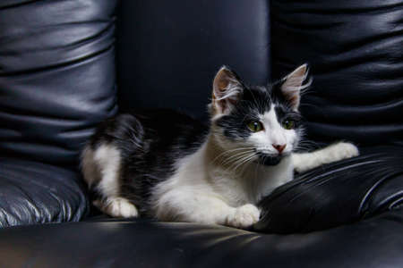 Young cat in a black leather armchairの写真素材