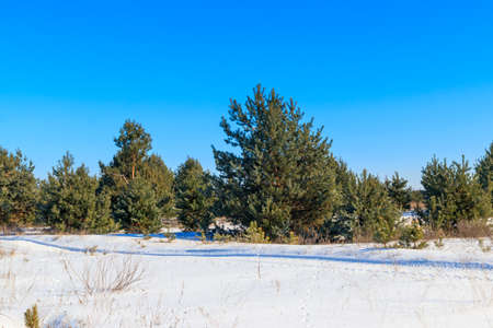 View of the snowy pine forest at winter