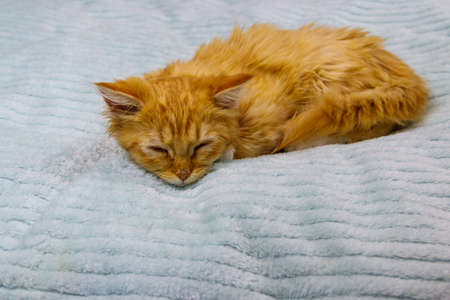 Ginger cat on a bed at homeの写真素材