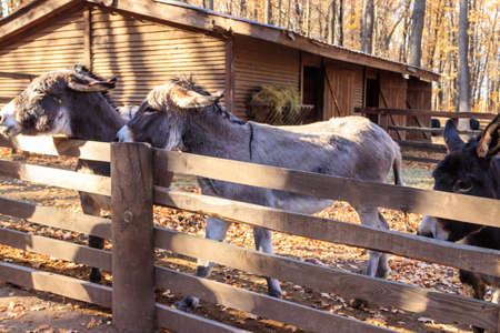 Donkeys in a paddock on farmyardの写真素材