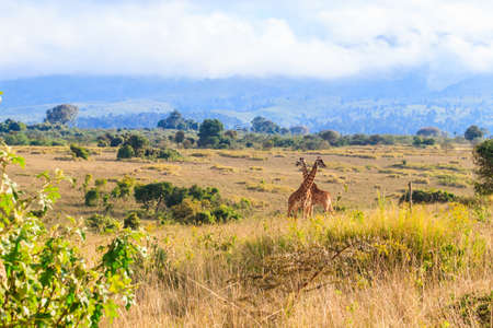 Pair of giraffes walking in Ngorongoro Conservation Area in Tanzania. Wildlife of africaの写真素材