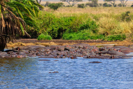 Group of hippos (Hippopotamus amphibius) in a river in Serengeti National Park, Tanzania. Wildlife of africaの写真素材