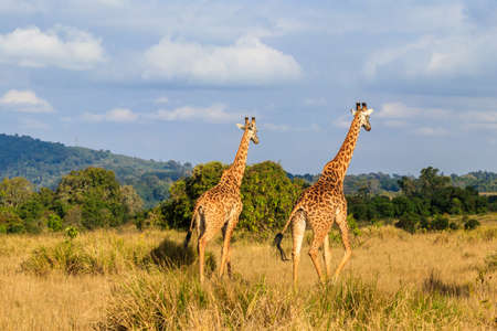 Pair of giraffes walking in Ngorongoro Conservation Area in Tanzania. Wildlife of africaの写真素材