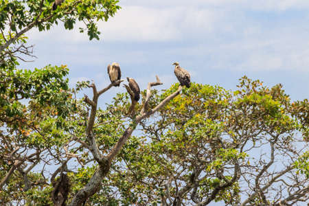Flock of Cape vultures or Cape griffon (Gyps coprotheres), also known as Kolbe's vultures sitting on a tree in Serengeti national park, Tanzaniaの写真素材