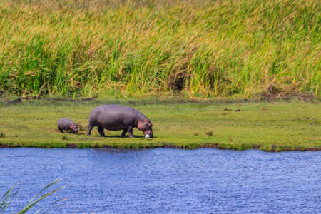 Mother and baby hippo (Hippopotamus amphibius) walking on a lakeshore in Ngorongoro Crater national park, Tanzaniaの写真素材