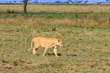 Lioness (Panthera leo) walking in savannah in Serengeti national park, Tanzaniaの写真素材