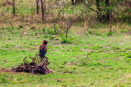Bateleur (Terathopius ecaudatus) perched on a wildebeest skeleton in Serengeti National park in Tanzaniaの写真素材