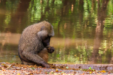 Olive baboon (Papio anubis), also called the Anubis baboon, by water in Lake Manyara National Park in Tanzaniaの写真素材