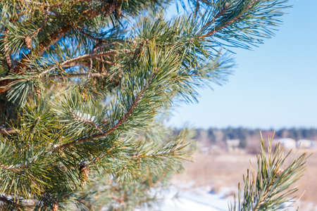 Pine tree branches covered with white snow at winter