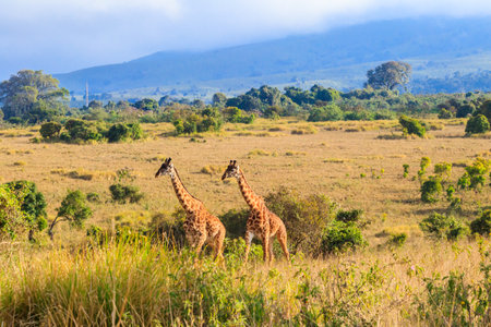 Pair of giraffes walking in Ngorongoro Conservation Area in Tanzania. Wildlife of africaの写真素材