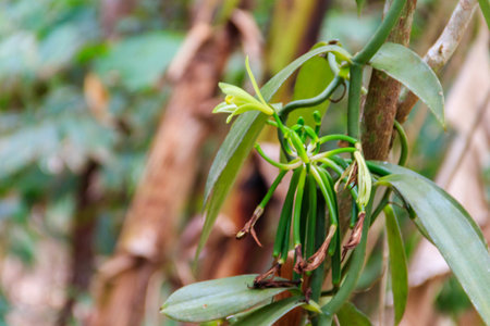 Beautiful vanilla plant with flower and green pods in the plantation