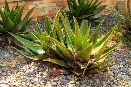 Green aloe vera plant in the gardenの写真素材