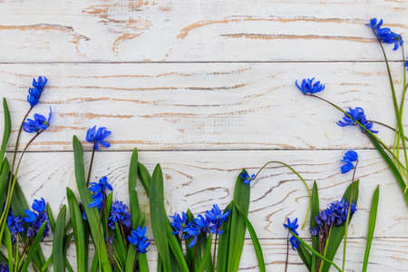 Blue scilla flowers on white wooden background. First spring flowers. Top view, greeting card with copy spaceの写真素材