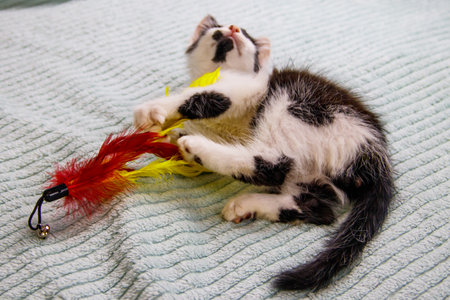 Beautiful kitten playing with a toy on a bedの写真素材