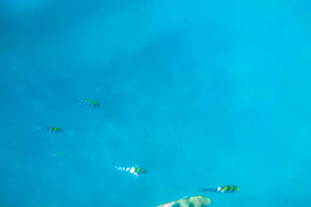 Indo-Pacific sergeant (Abudefduf vaigiensis), also known as the Sergeant major swimming in the...