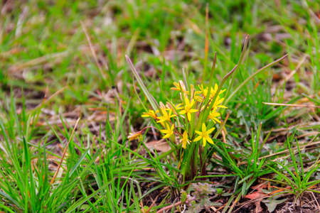 Yellow star-of-Bethlehem flowers (Gagea lutea) on a green meadow