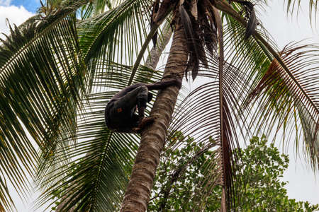 Kidichi, Zanzibar, Tanzania - September 21, 2021: Black man climbs tall coconut tree with rope for harvest coconuts on Zanzibar, Tanzaniaのeditorial素材