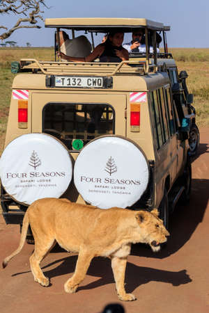 Serengeti, Tanzania - September 11, 2021: Tourists watching Lioness (Panthera leo) while she crossing the road near their SUV car in Serengeti national park, Tanzaniaのeditorial素材