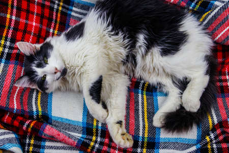 Cute lazy cat is lying on a checkered plaid