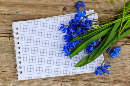 Blank notepad with blue scilla flowers on rustic wooden background. First spring flowers. Greeting...