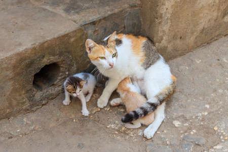 Stray cat with two kittens on a city streetの写真素材