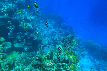 Indo-Pacific sergeant (Abudefduf vaigiensis), also known as the Sergeant major on coral reef in the...