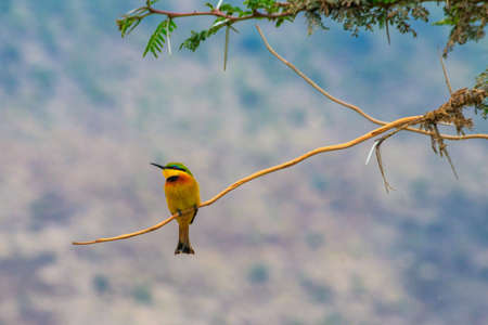 Swallow-tailed bee-eater (Merops hirundineus) perched on a twig in Ngorongoro conservation area, Tanzania. Wildlife of africaの写真素材
