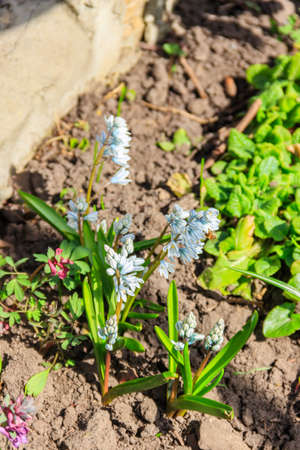 Beautiful flowers of Puschkinia scilloides (commonly known as striped squill or Lebanon squill) in garden at springの写真素材