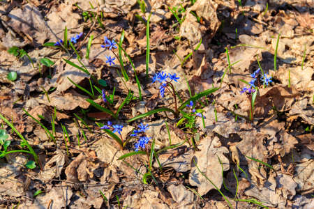 Blue scilla flower (Scilla bifolia) or Squill in forest on springの写真素材