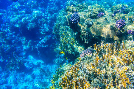 Threadfin butterflyfish (Chaetodon auriga) on coral reef in the Red sea in Ras Mohammed national...