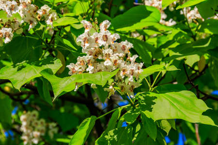 Beautiful white flowers of a catalpa treeの写真素材