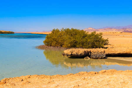 Mangrove trees in Ras Mohammed national park, Sinai peninsula in Egyptの写真素材