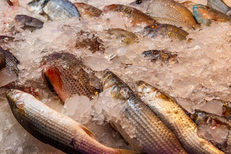 Different fresh raw fish at fish market