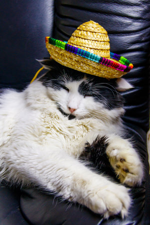 Portrait of beautiful cat wearing sombrero hat in a black leather armchairの写真素材
