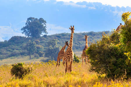 Group of giraffes walking in Ngorongoro Conservation Area in Tanzania. Wildlife of Africaの写真素材