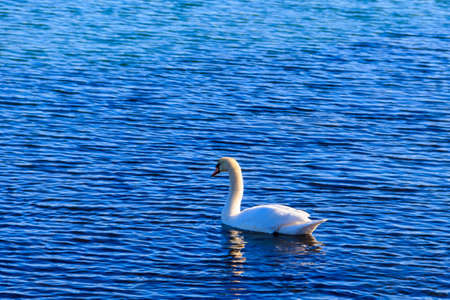 White swan swimming on the sea