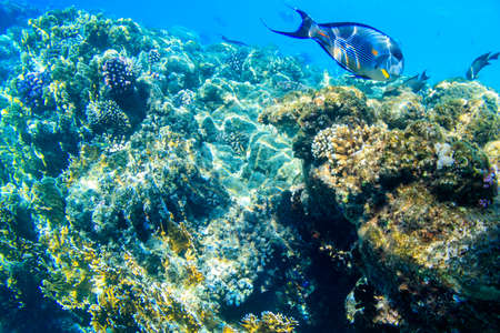 Sohal surgeonfish (Acanthurus sohal) or sohal tang, is a Red Sea endemic. Sohal surgeonfish on coral...