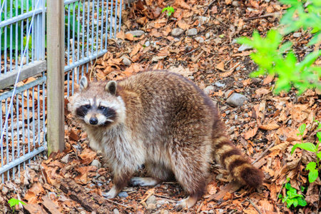 Raccoon (Procyon lotor), also known as the common raccoon, North American raccoon, northern raccoon,...