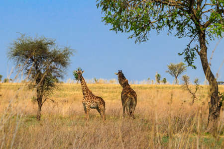 Pair of giraffes in savanna in Serengeti national park in Tanzania. Wildlife of Tanzania, East...