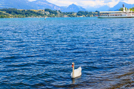 White swan swimming on Lake Lucerne in Lucerne, Switzerlandの写真素材
